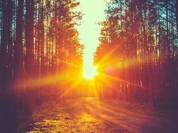 sunset through a forest clearing